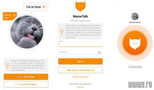 Выходец из Амазона создал онлайн-переводчик с кошачьего