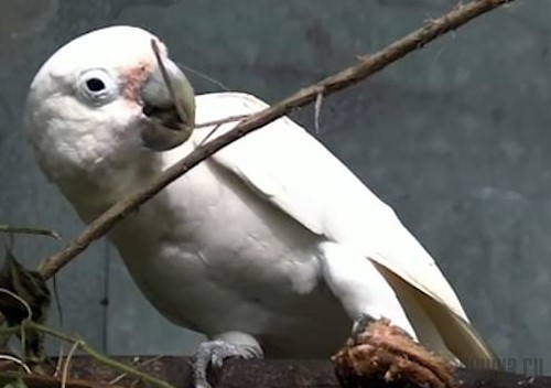 Дикие какаду первыми среди птиц изобрели столовые приборы